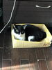 猫ですが、うさぎです。箱が好きです。「今日は探偵は前橋です。創業平成7年、【群馬-高崎・前橋、茨城-つくば・土浦、埼玉-熊谷、栃木-佐野 千葉-松戸で探偵30年の信頼と実績ある青葉調査事務所】」