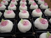 「ご注文ありがとうございます　紫陽花の和菓子」