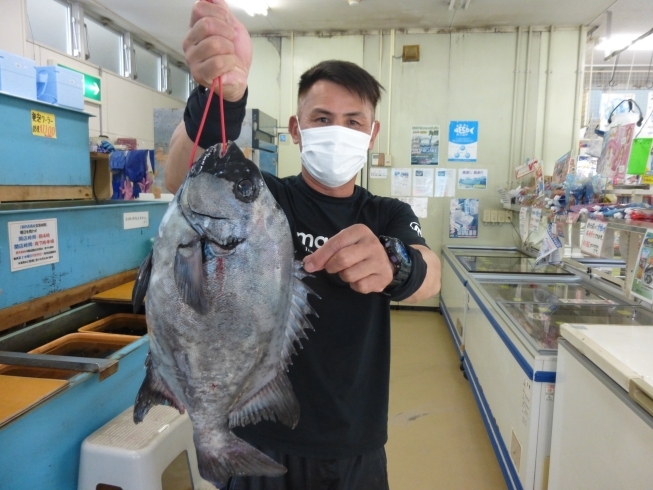 南郷沖水島から石鯛２．４６キロ「先週までの釣り情報です！【宮崎市】【日南市】【釣り】【釣り情報】」
