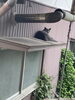 サクです。高い所が大好きです。「今日は探偵は休みです。 【創業平成7年、群馬-高崎・前橋、茨城-つくば・土浦、埼玉-熊谷、栃木-佐野　千葉-松戸、で探偵30年の信頼と実積の青葉調査事務所】」