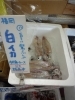 「旨さに驚くべし！！　白いか　刺身ケースにて販売中　【八千代店７号】」