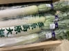 塩原高原大根が入荷しております。「新鮮野菜なすのマルシェ」