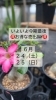 「今期最後の売り出しのお知らせ」