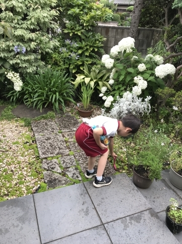 レッスンの前のお庭遊び、ダンゴムシ探しがお気に入り「新入生Mくんのプライベートレッスン」