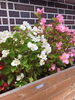 「お花の植え替えをしました♪」