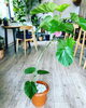「観葉植物入荷しました」