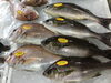 「魚魚市場鮮魚コーナーおすすめは「イサキ・天然鯛」です♪」