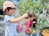 「朝一が狙い目！ブルーベリー観光農園の味覚狩りスタート♪［細谷観光農園（東水元）・2023年6月24日（土）～8月6日（日）まで］※ その日の収穫分がなくなり次第閉園」