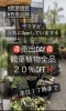 「観葉植物の大売出し！ラスト！」