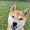 Today's dog