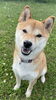 柴犬「Today's dog」