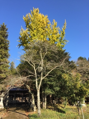 「知波夜比売神社（ちなやひめじんじゃ）の紅葉♪三次市布野町下布野の風景です」