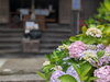 「風鈴の音色とあじさいの花に癒されます♪【綾部市 東光院】」