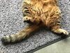 「もふもふのおなか」