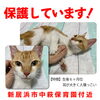 「迷い猫を保護しています【新居浜市中萩保育園付近】」