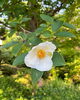 「夏椿が咲きました【上松町お寺】」