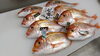 鮮度抜群レンコダイ「禁漁突入《村上最大の魚介類専門店　鮮魚　魚屋　おみやげ》」