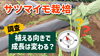 「【タネ屋が考察！】サツマイモの初期生育で、収量と品質が見込める診断方法　タネのハシモト」