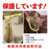 「迷い猫を保護しています【新居浜市泉宮町】」