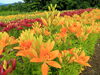 「魚沼市月岡公園の花ひろばでユリが見頃！7月1日にはユリまつりも開催！」