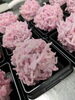 「上生菓子　紫陽花」