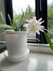商談室にひっそりと置かれている観葉植物「滅多にお目にかかれない❀」