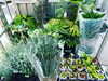 「観葉植物入荷しました」