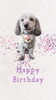 「Dog salon mofu mofu　余市町」