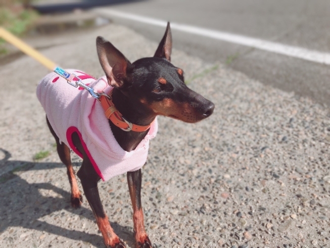 「お散歩トレーニング★新潟市犬の保育園♪犬の社会化わんちゃんのしつけHappyTail」
