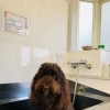 看板犬OHANAをシャンプーしてみます。全体的によく濡らします。