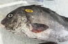 「魚魚市場鮮魚コーナーおすすめは「紋甲イカ」です♪」