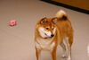 「今日のお友達」