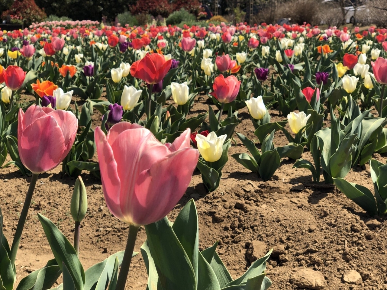 イベントレポート チューリップまつり 19 へ行ってきました 鴻巣の花イベント情報 こうのす広場 鴻巣市 イベントレポート チューリップまつり 19 へ行ってきました 鴻巣の花イベント情報 こうのす広場 鴻巣市