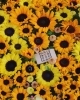 レモン色、オレンジ色などよく見ると色々なヒマワリが「第四回花手水がはじまりました。」