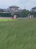 イグサの刈り取りを機械を使って収穫「【熊本産畳表】刈り取り手伝い。富津畳屋　ヒラマ畳工業」
