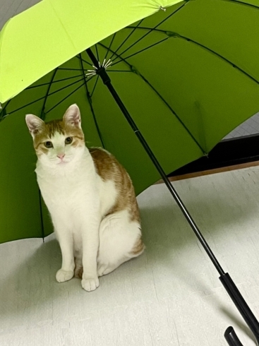 イケメンのピー君はスッキリ顔 傘も似合っちゃうね「旅行したい！出張だ！そしたらまずは 猫ちゃんのお留守番計画を！」