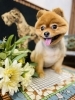 ポメラニアンのももちゃん♡いい笑顔♪「Dankeトリミングをご利用のももちゃん♡ふわふわモフモフです♪」