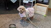 メリーちゃん「今日のお友達」