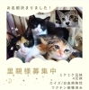 子猫4匹だけで頑張っていた子達「可愛い子猫大集合」