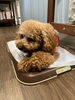 k_wood_dogrunの看板犬ここちゃん♡「宇治にOPENしたドッグランK-wood Dog Runの可愛い看板犬がDankeに遊びに来てくれました♪」