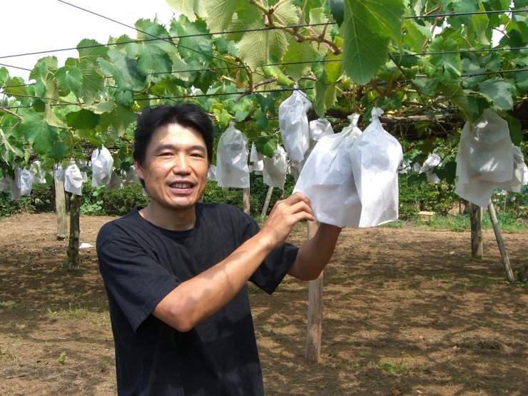 袋掛けをした後は、収穫まで袋をかけたままにします。　成熟した甘い巨峰！お楽しみに！