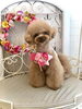 にこくん「わんこと秋桜🐾」