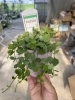 ディスキディアヌンムラリア「入荷情報。」