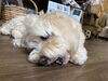 鹿骨ガジガジここちゃん♡「ドッググッズ(ペットグッズ)とトリミングサロンのお店Dankeで嬉しい偶然の集い…」