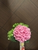 紫陽花の色「七夕の日」