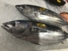 「魚魚市場鮮魚コーナーおすすめは「本ガツオ」です♪」