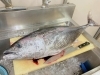 メジマグロ　９.2キロ「メジマグロ入荷しました♪マグロ丼おすすめです(^^)岩ガキはごめんなさい、入荷未定です(＞人＜;)【村上市で美味しい海鮮丼を食べられるお店】」