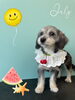 「お友達♡ Dog salon mofu mofu 余市町」