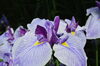 花菖蒲写真「鉢で楽しむ花菖蒲」