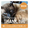 「【無事再会！】新居浜市又野にて行方不明になっていた猫のシャムくん。飼い主さんと再会できました！」